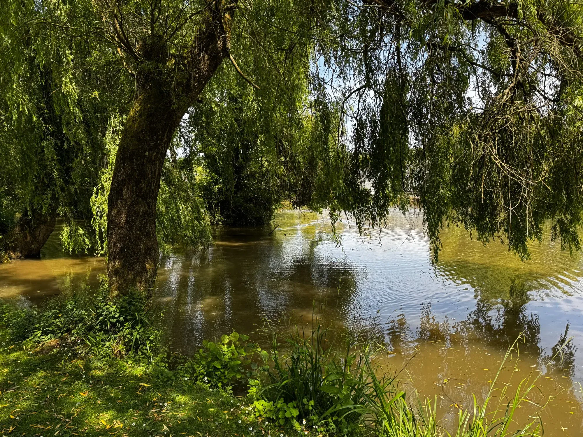 Lake View Care Home - Gardens and willow trees